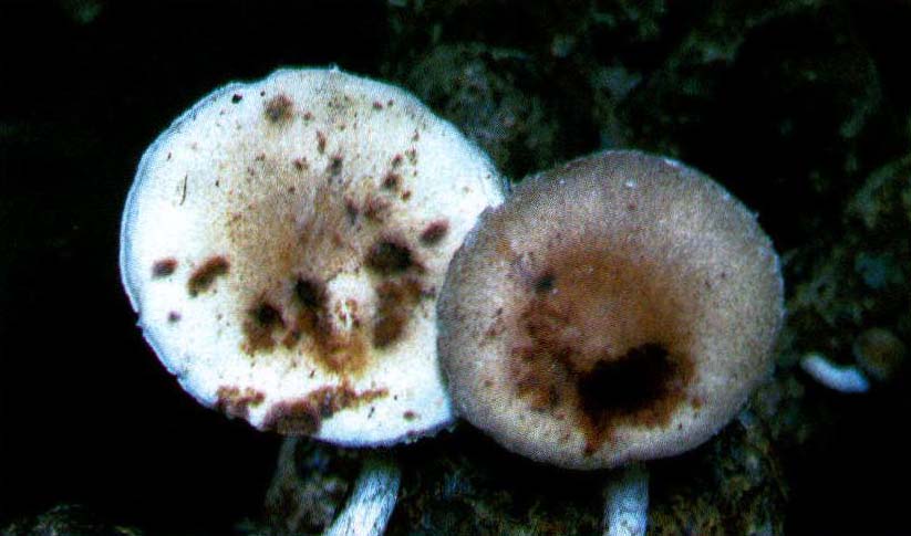 香菇常见病害的识别与防治